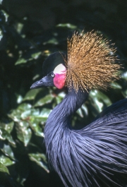 Crowned crane