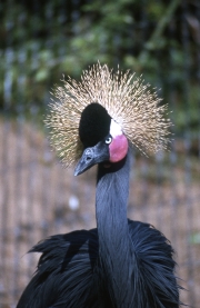 Crowned crane