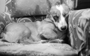 Dai in my chair