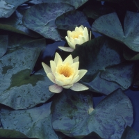 YELLOW WATERLILY