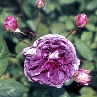 ROSE 'TOUR DE MALAKOFF'