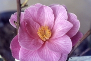 CAMELLIA WILLIAMSII 'DONATION'
