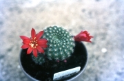 RED REBUTIA IN FLOWER