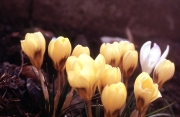 YELLOW CROCUS CHRYSANTHUS