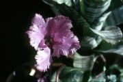 CYCLAMEN FLOWER [DAD'S]