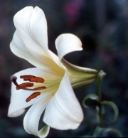 GREENISH TRUMPET LILY