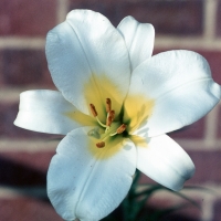 WHITE TRUMPET LILY