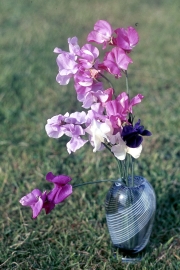 VASE OF SWEET PEAS