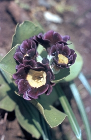 AURICULAS