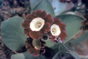 AURICULAS