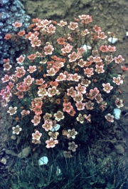 SAXIFRAGE