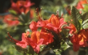 GHENT AZALEA COCCINEA SPECIOSA