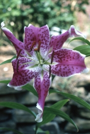 LILIUM IMPERIAL CRIMSON