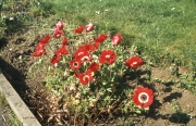 RED ANEMONES