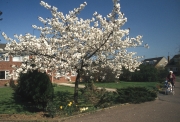 PRUNUS TAI HAKU IN FLOWER