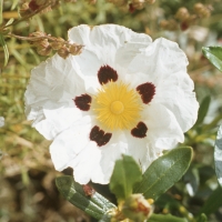 CISTUS FLOWER