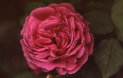 ROSE CONSTANCE SPRY