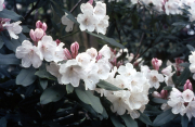 WHITE RHODODENDRON