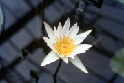 WHITE TROPICAL WATERLILY