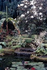 TEMPERATE HOUSE, RHODODENDRON MADDENII
