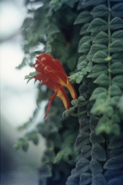 COLUMNEA GLORIOSA