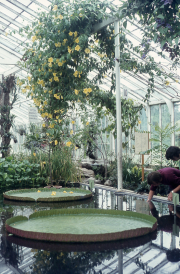 VICTORIA AMAZONICA IN THE OLD GLASSHOUSE