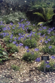 LITHOSPERMUM IN THE ROCK GARDEN