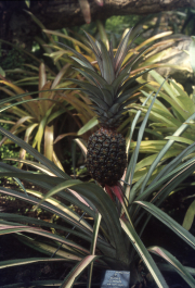 PINEAPPLE IN THE PALM HOUSE