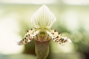 PAPHIOPEDILUM