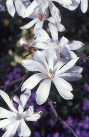 MAGNOLIA STELLATA