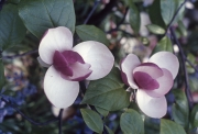 MAGNOLIA SOULANGEANA VAR. LENNEI