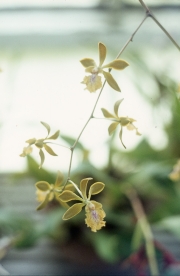 ORCHID