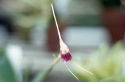 ORCHID, LONG AND SPIKY