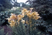 LILIUM GOLDEN SPLENDOUR