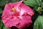 PINK HIBISCUS