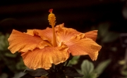 HIBISCUS LEE ORANGE