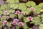 TROPICAL WATER LILIES