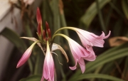 PINK CRINUM