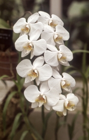 WHITE ORCHID