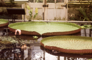 VICTORIA AMAZONICA LEAVES, OLD GLASSHOUSE