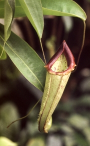 PITCHER PLANT
