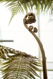 FERN - CROZIER