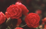 CAMELLIA JAPONICA