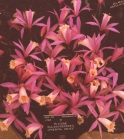 PLEIONE BULBOCODIOIDES 'ORIENTAL GRACE'
