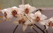 CYMBIDIUM 'SHOW SPRITE'