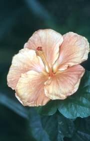 HIBISCUS LEE ORANGE