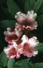 PINK RHODODENDRON