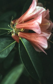 RHODODENDRON LADY ROSEBURY