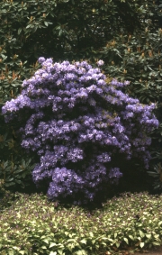 RHODODENDRON CAMPANULATUM