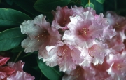 RHODODENDRON PRIMULAEFLORUM var. CEPHALANTHUM